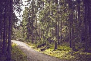 wood-nature-forest-trees